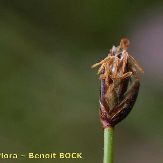 Eleocharis uniglumis Fruto