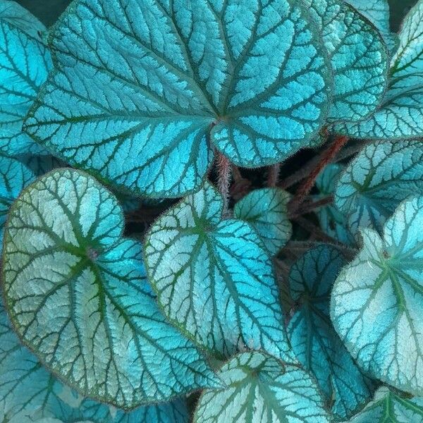 Begonia rex Leaf