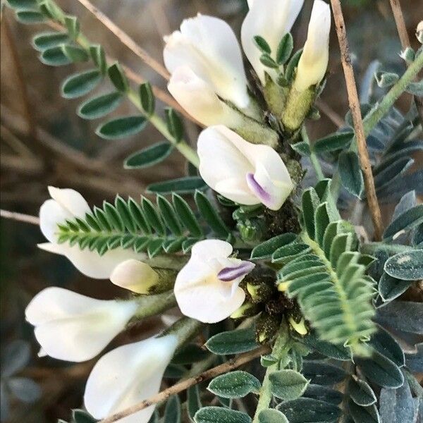 Astragalus tragacantha ফুল