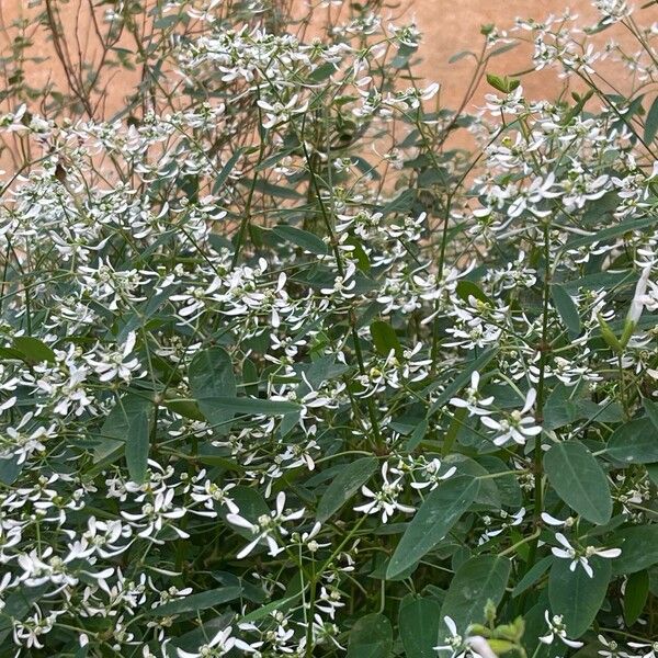 Euphorbia hypericifolia Virág