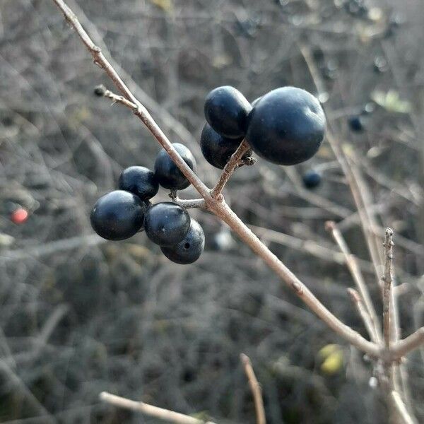 Ligustrum vulgare Fruit