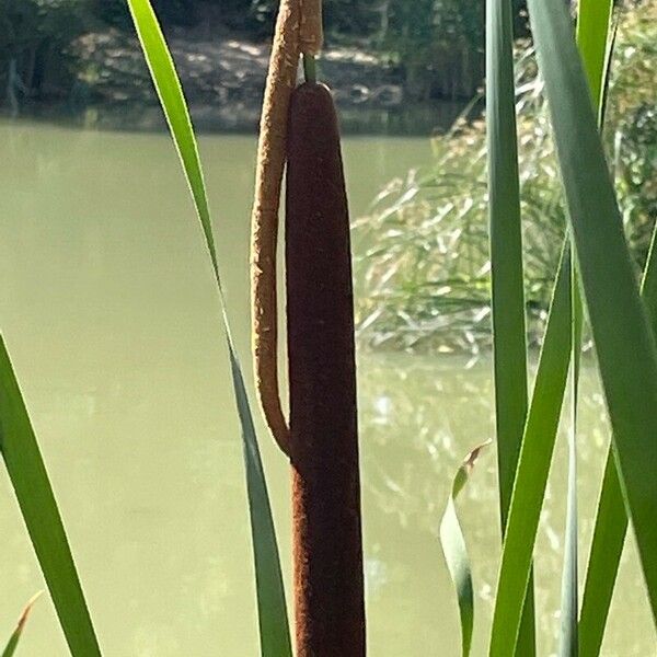 Typha angustifolia 花