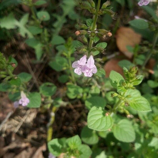 Clinopodium nepeta Cvet