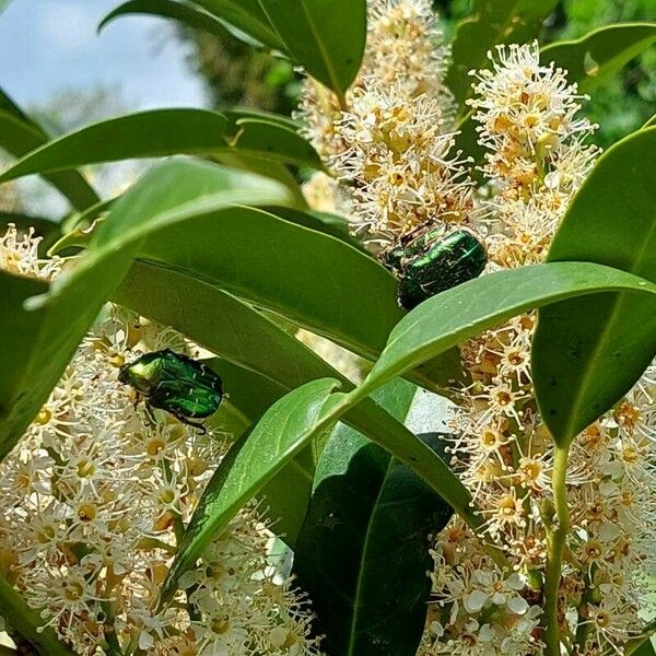 Prunus laurocerasus Blüte