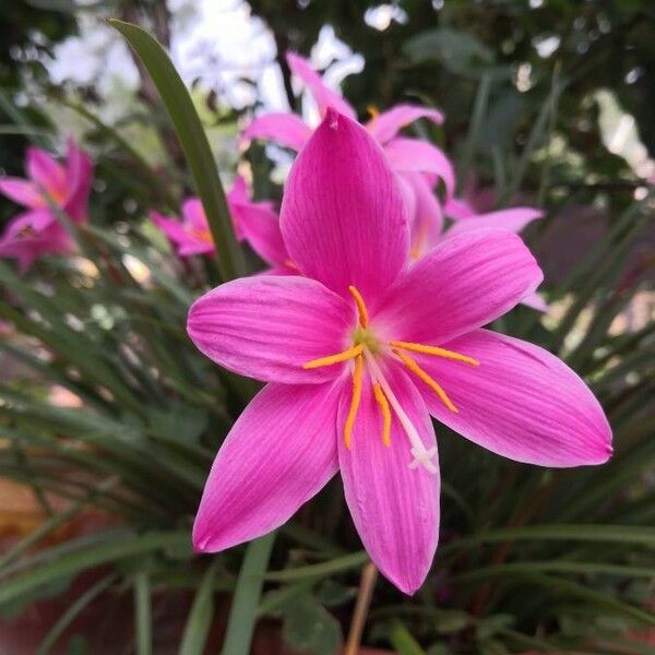 Zephyranthes carinata 花