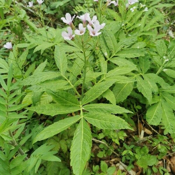 Cardamine heptaphylla Habit