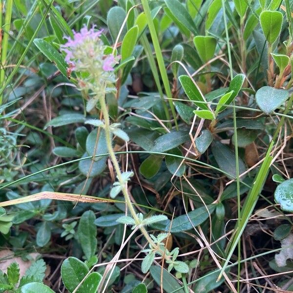 Thymus pulegioides Habitatea