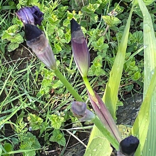 Iris pumila 形態