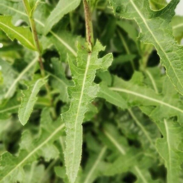Sonchus arvensis Leaf