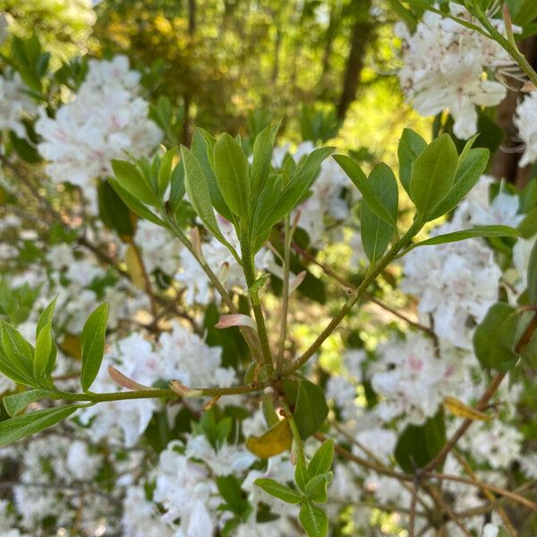 Rhododendron yunnanense Lehti