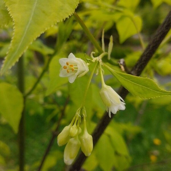 Staphylea trifolia Flower