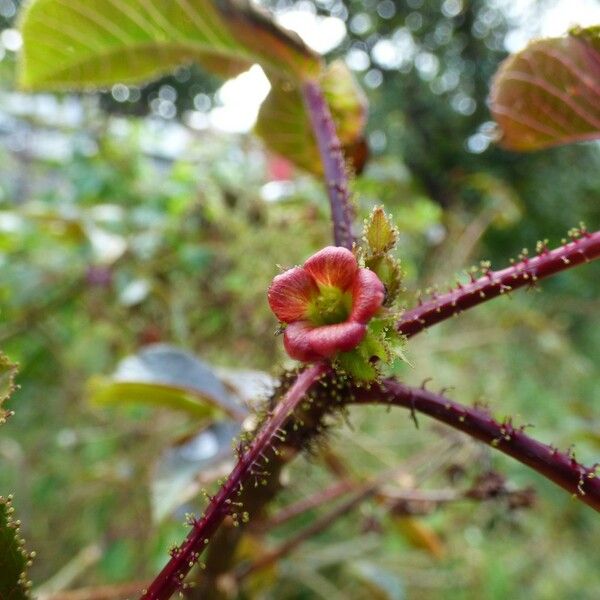 Jatropha gossypiifolia Flower