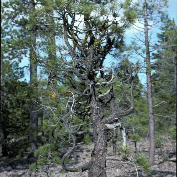 Pinus ponderosa Habitat