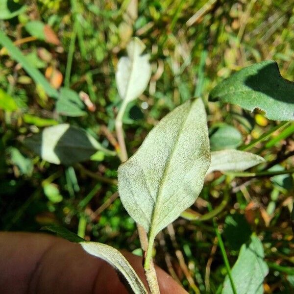 Cotoneaster integerrimus Ліст