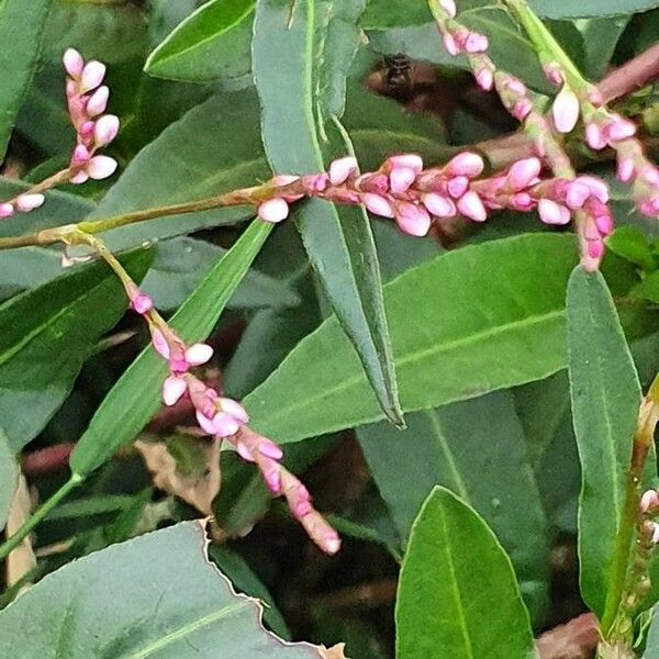 Persicaria strigosa Virág