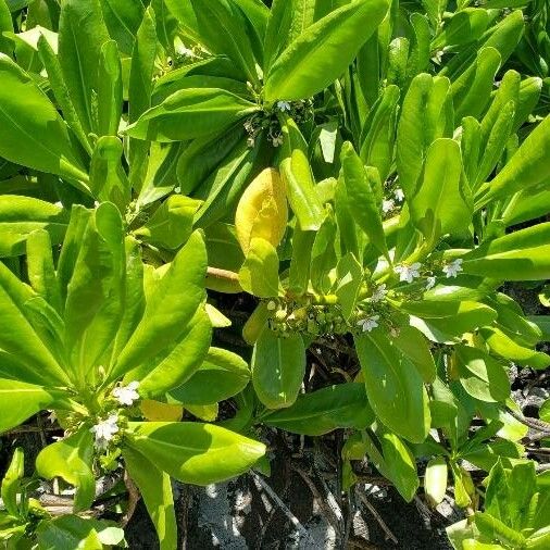 Scaevola taccada Blad