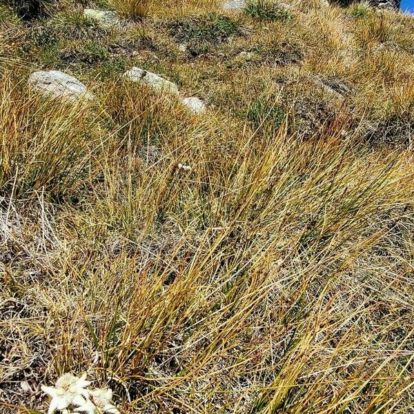 Carex myosuroides Blomma