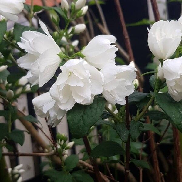 Philadelphus × virginalis Flower