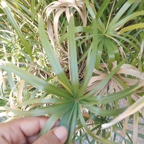 Cyperus alternifolius Folha