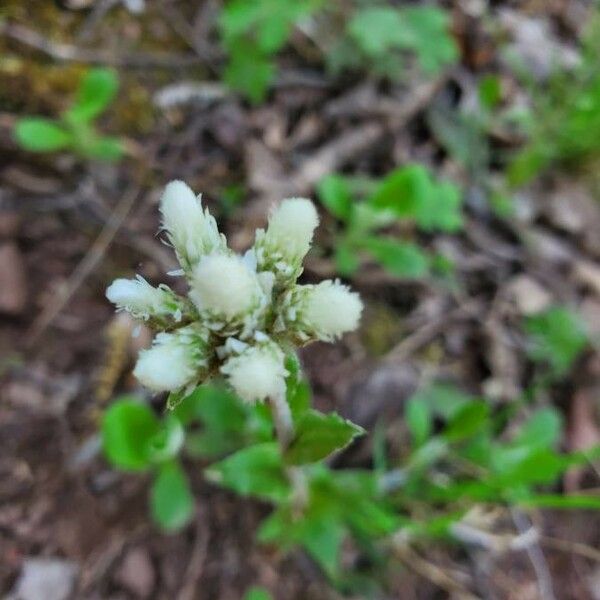 Antennaria parlinii Цвят