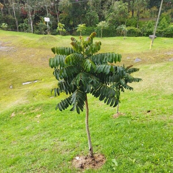 Imagem de referência para identificação da planta Cedro-vermelho