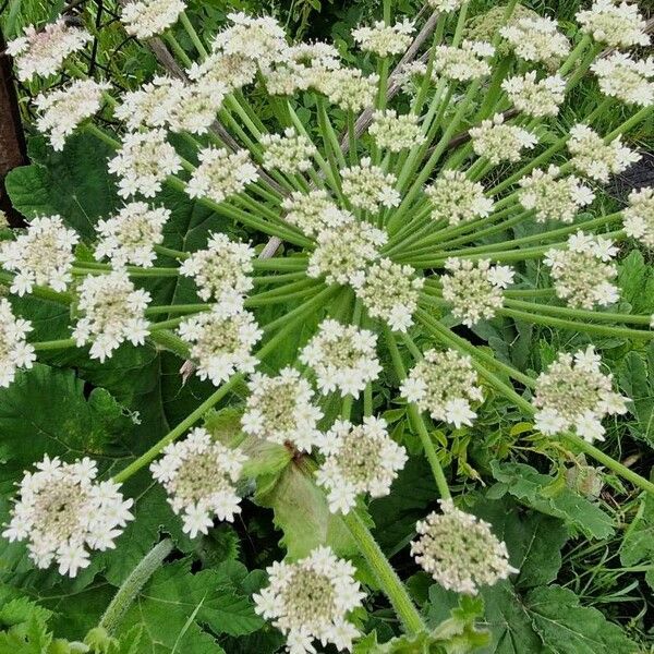 Heracleum mantegazzianum Kwiat