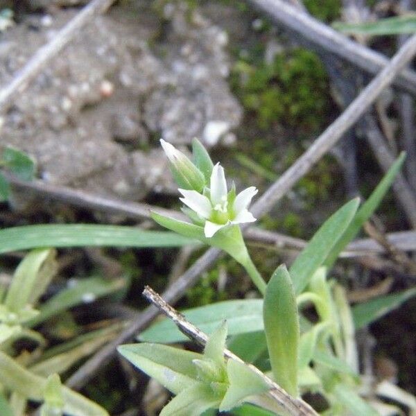 Moenchia erecta Blodyn