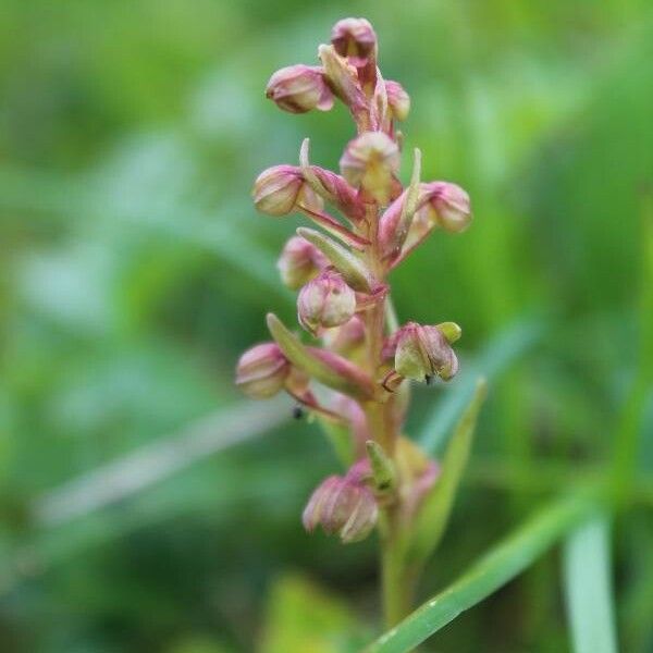 Dactylorhiza viridis Flor