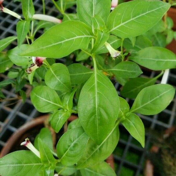 Cuphea ignea Leaf