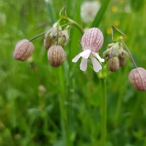 Silene vulgaris Fleur