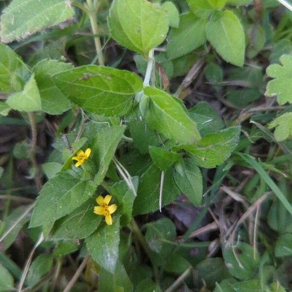 Calyptocarpus vialis Folha