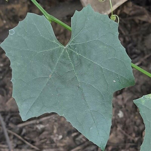 Luffa aegyptiaca Лист