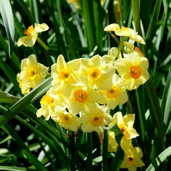 Narcissus tazetta Flor