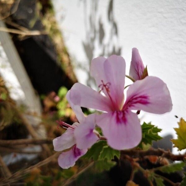 Pelargonium graveolens Kwiat