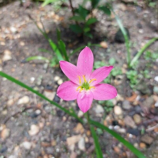 Zephyranthes rosea Virág