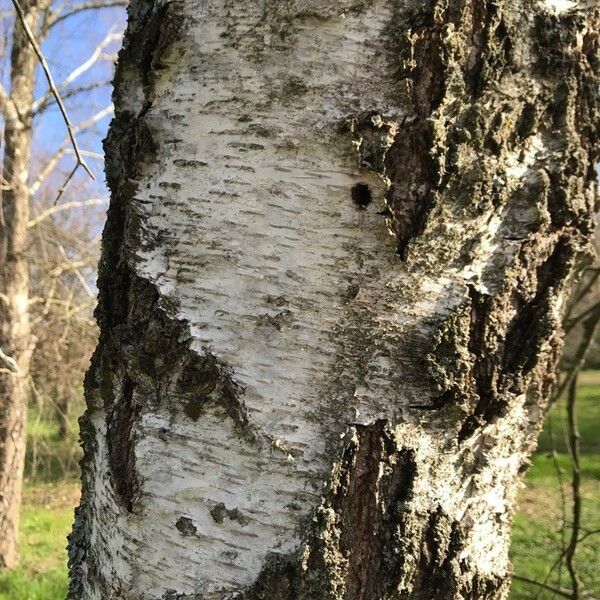 Betula pendula Bark