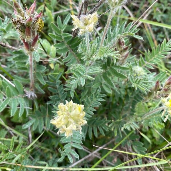 Oxytropis pilosa Žiedas