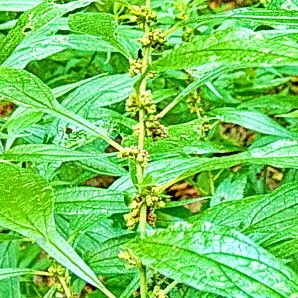 Parietaria officinalis Flower