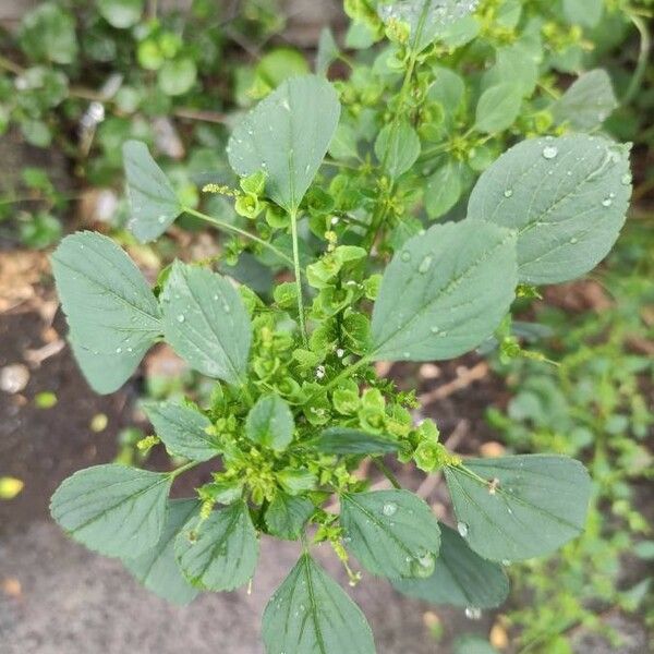 Acalypha indica Лист