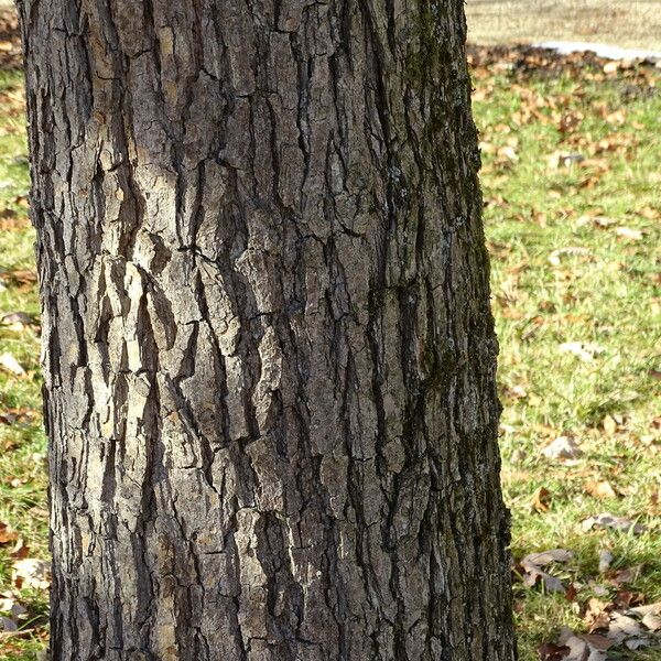 Quercus bicolor Rhisgl