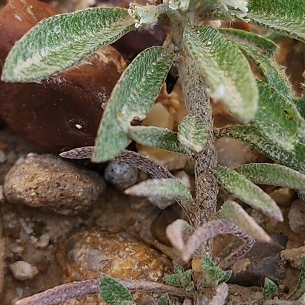 Alyssum simplex Casca
