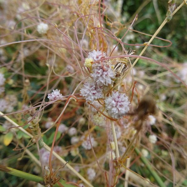 Cuscuta approximata Flower