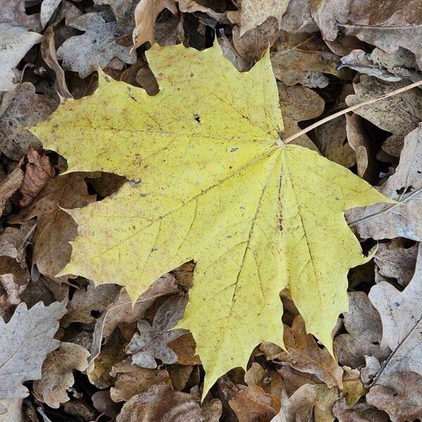 Acer platanoides Blad