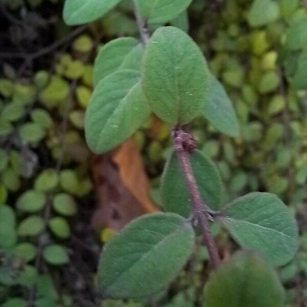 Symphoricarpos orbiculatus Leaf