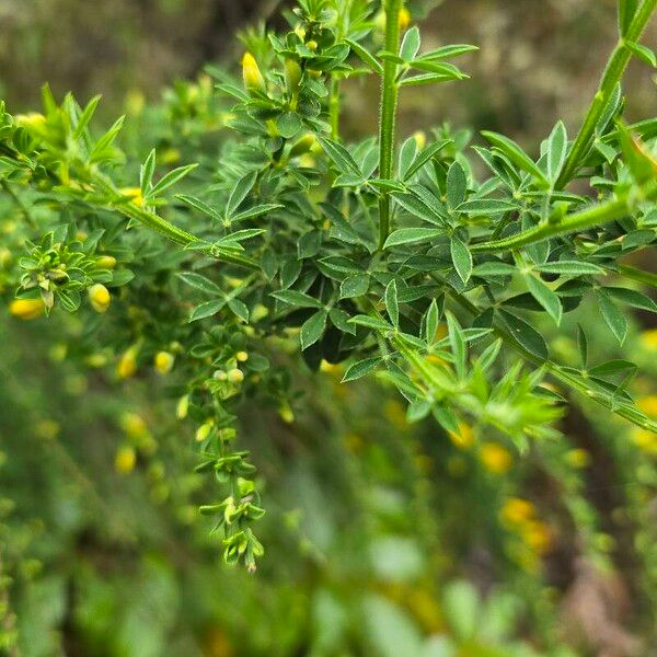 Cytisus scoparius 葉