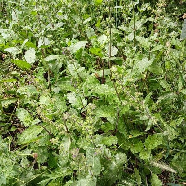 Salvia verbenaca Habitus