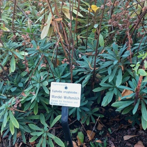 Euphorbia amygdaloides Folha