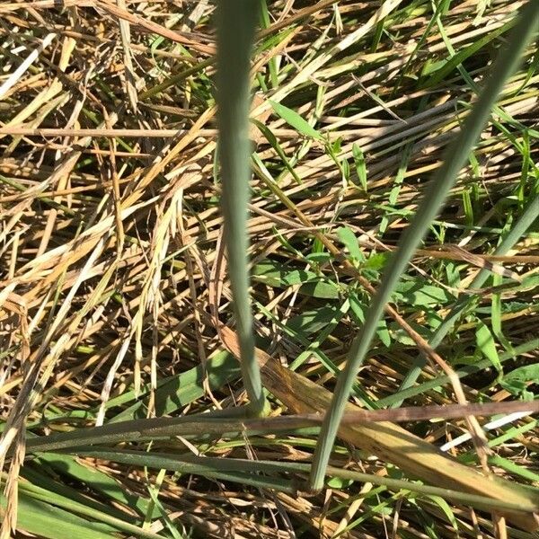 Phleum pratense Deilen