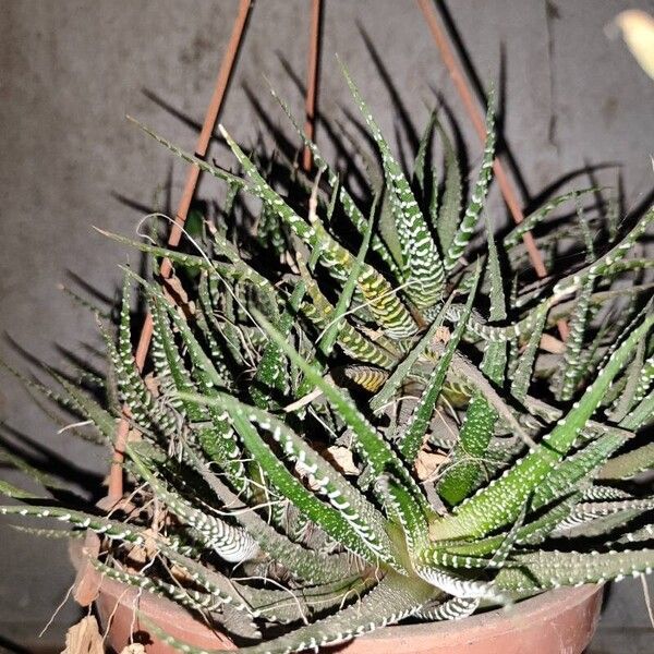 Haworthia fasciata Levél