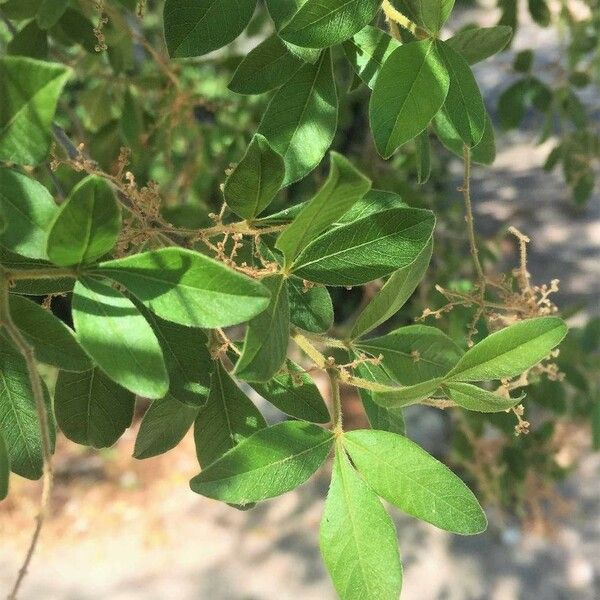 Searsia pyroides Fruit